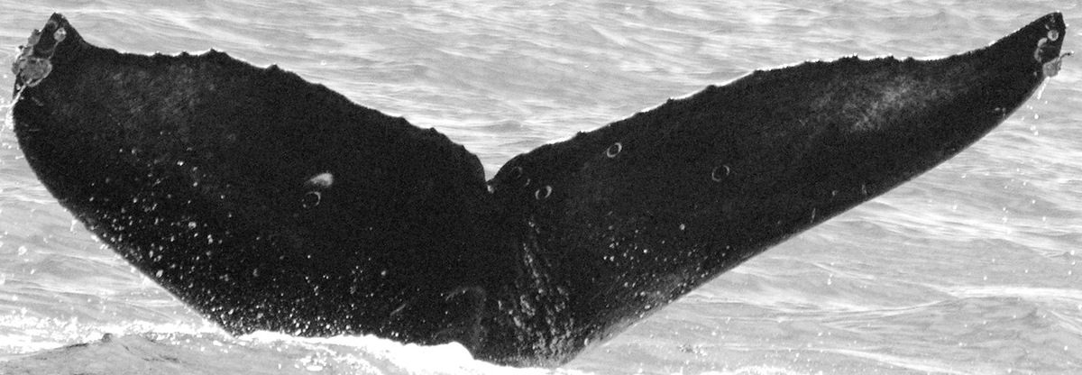 Fluke of CRC-15486