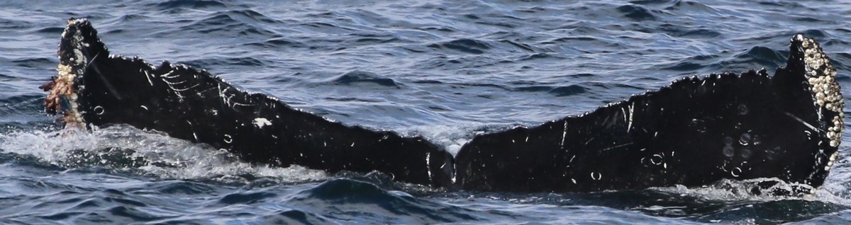 Fluke of CRC-15678