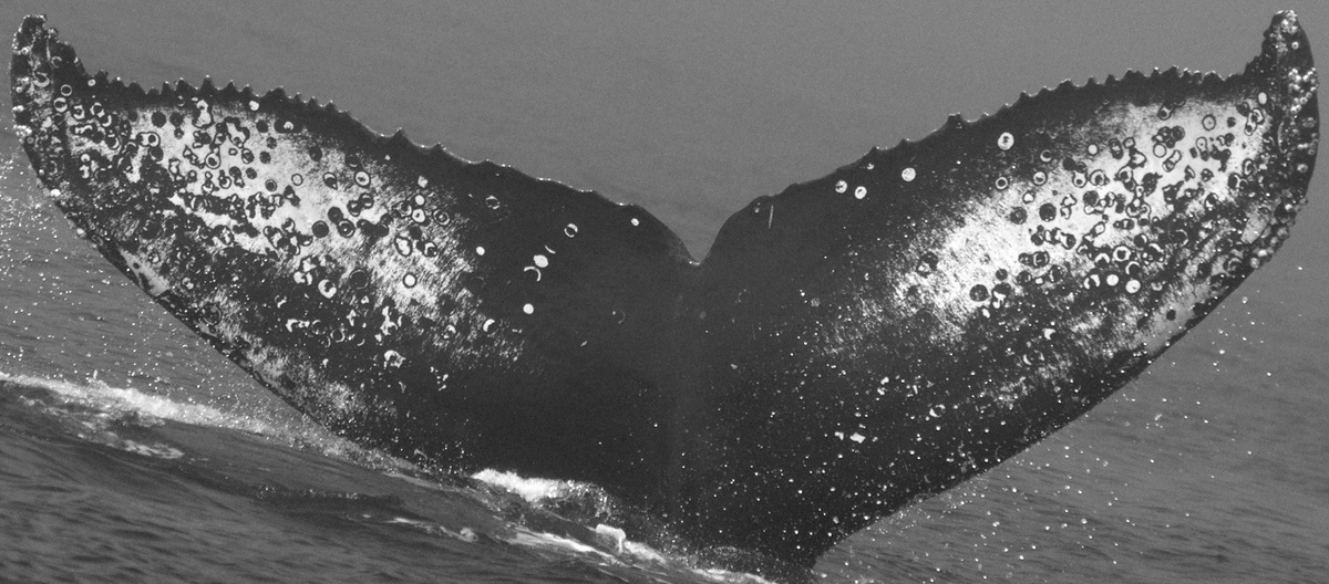 Fluke of CRC-15638