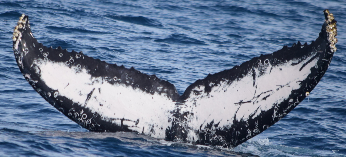 Fluke of CRC-12310