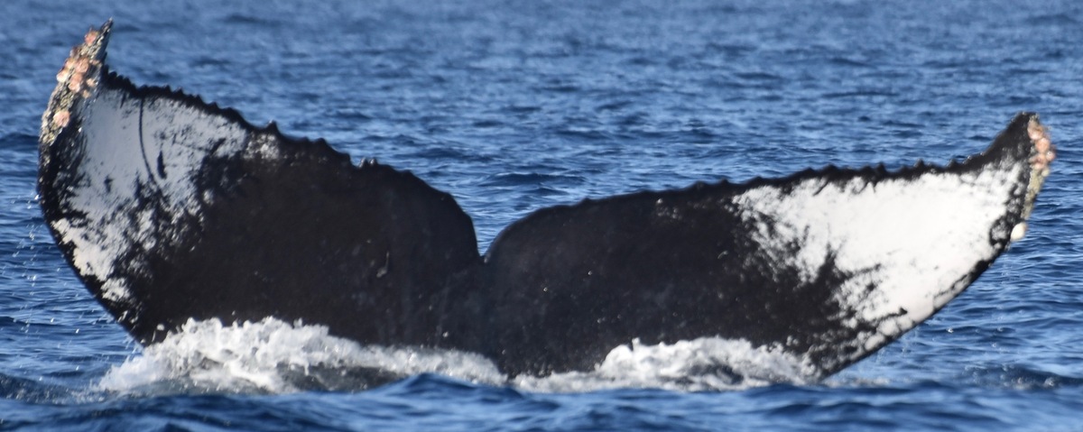 Fluke of Guerrera (ECOBAC)