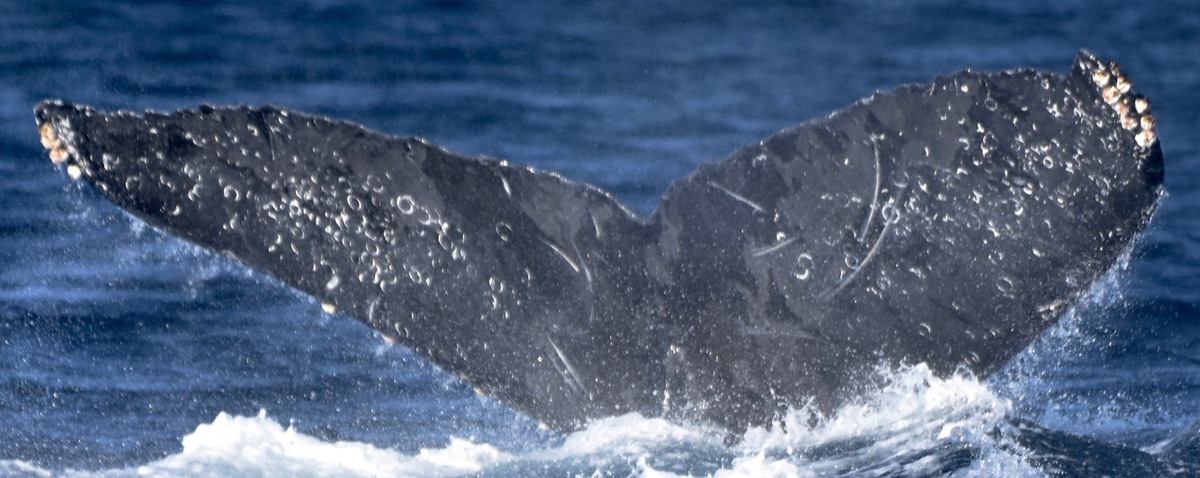 Fluke of CRC-12532