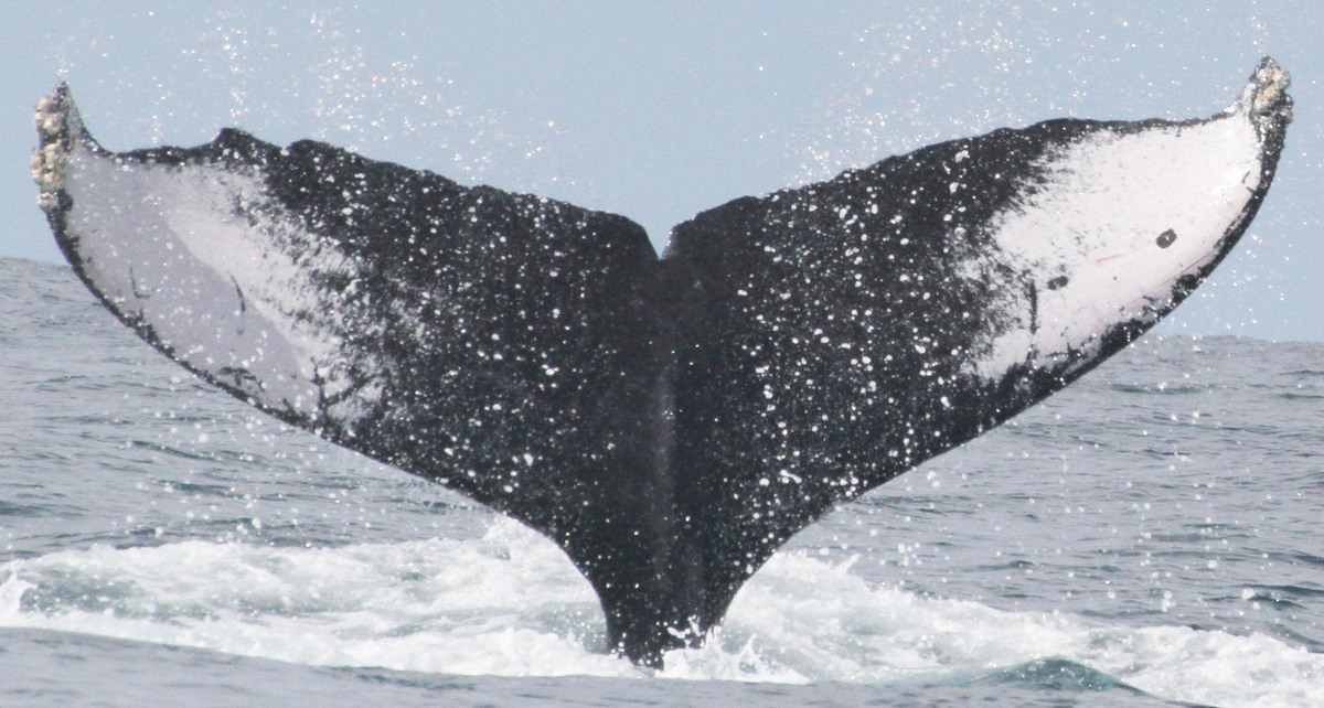 Fluke of CRC-10515