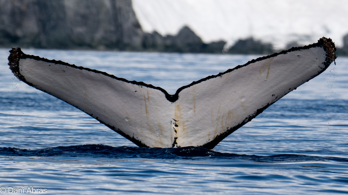 Fluke of HW-MN1307060