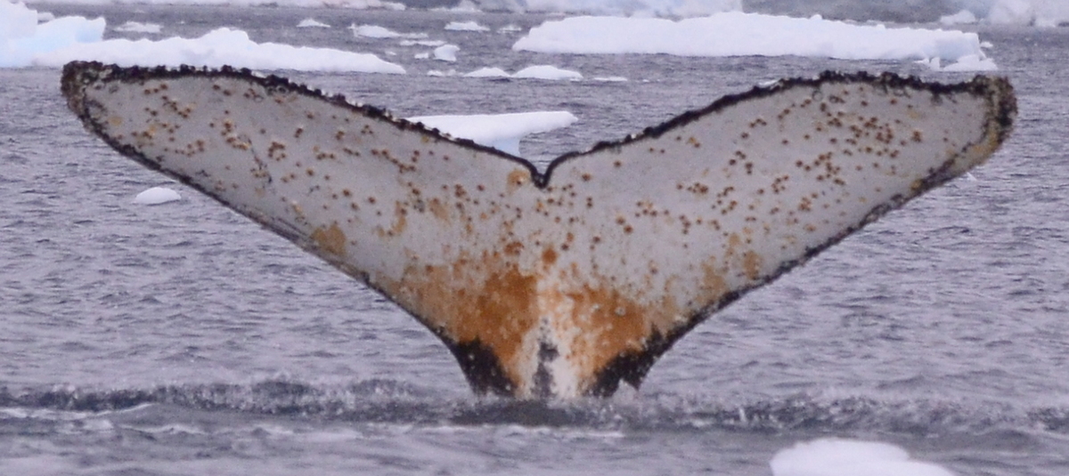 Fluke of HW-MN1307069