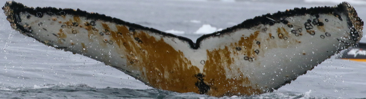 Fluke of HW-MN1307070