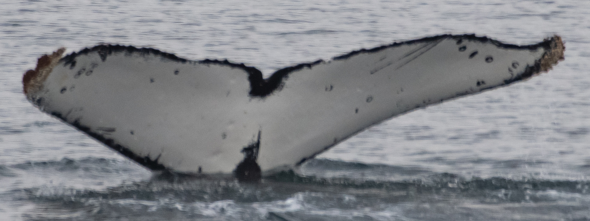 Fluke of HW-MN1307073