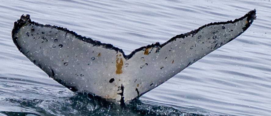 Fluke of HW-MN1307077