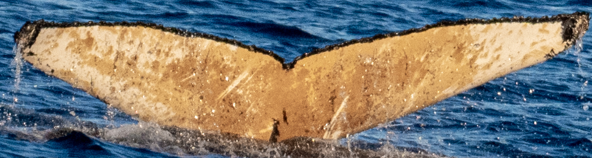 Fluke of HW-MN1307080