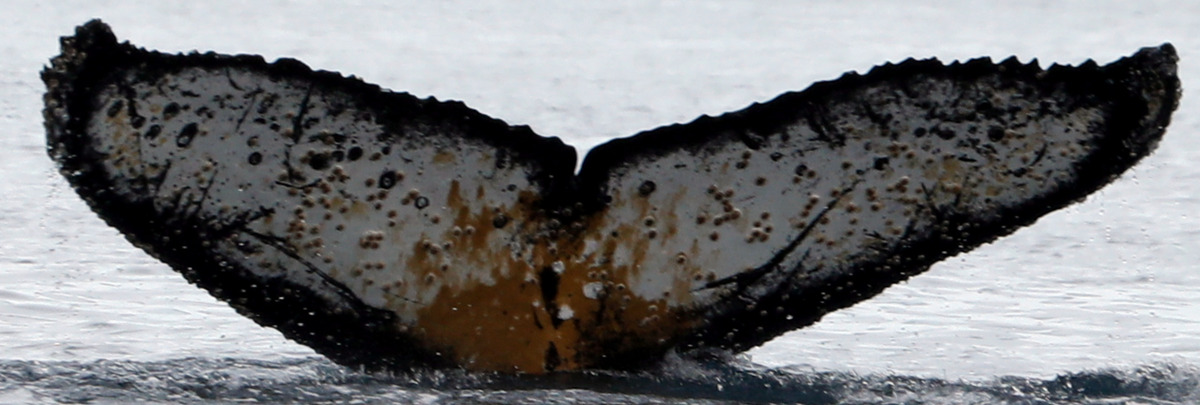Fluke of HW-MN1307090