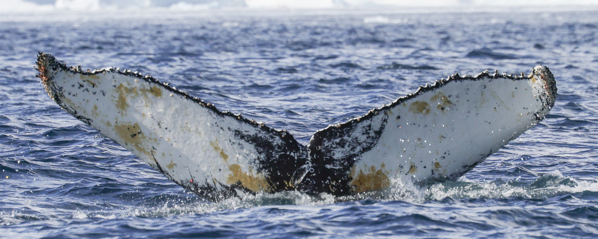Fluke of HW-MN1307091