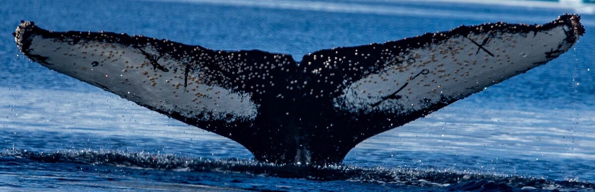 Fluke of HW-MN1307102