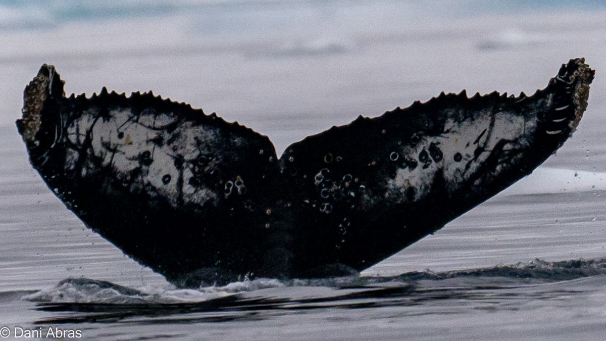 Fluke of Big Blue (Antarctica)