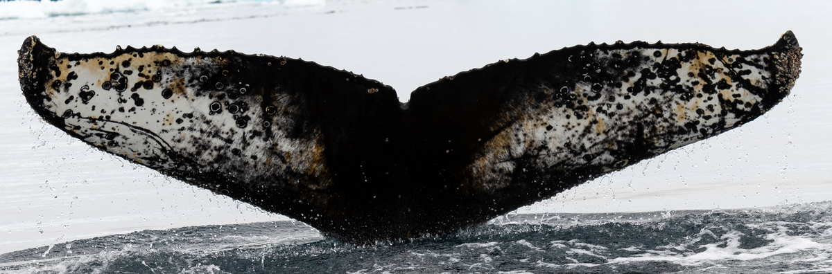 Fluke of HW-MN1307117