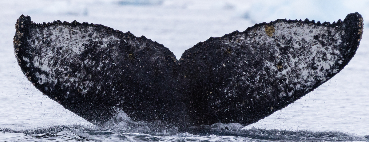 Fluke of HW-MN1307119