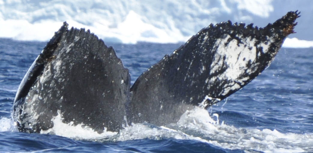 Fluke of HW-MN1307121