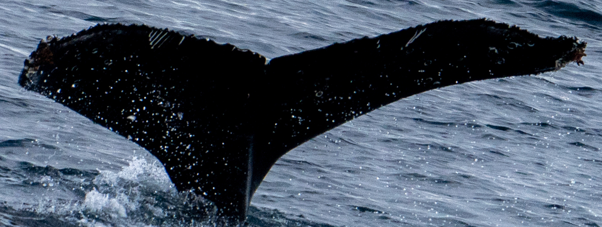 Fluke of HW-MN1307126