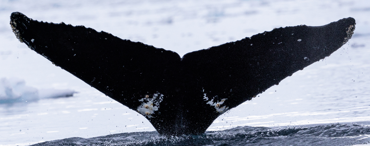 Fluke of HW-MN1307128