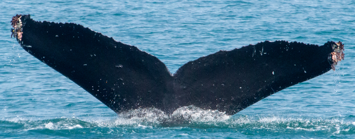 Fluke of GWAK-P182