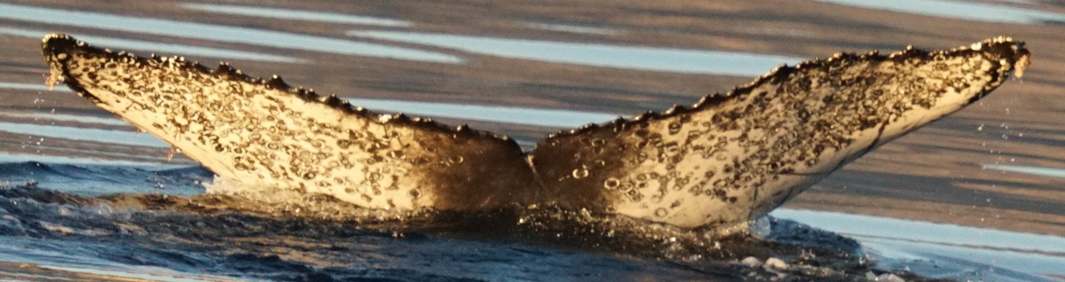 Fluke of HW-MN0524313