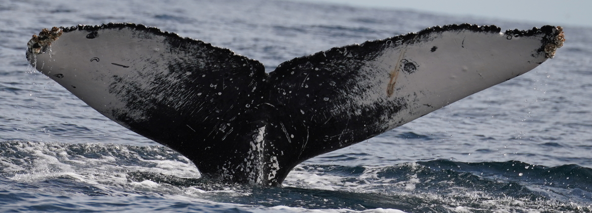 Fluke of HW-MN0524314