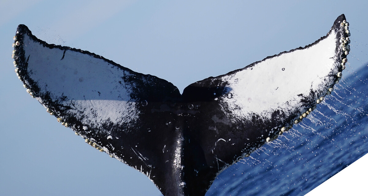 Fluke of CRC-23074