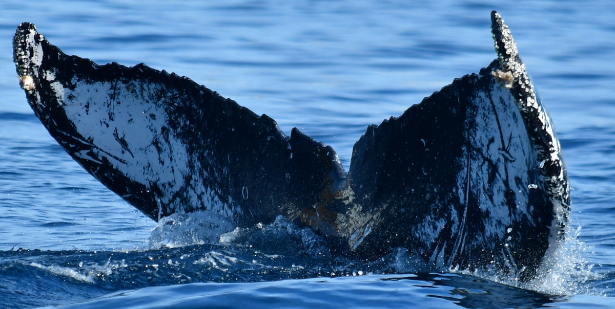 Fluke of HW-MN0524317