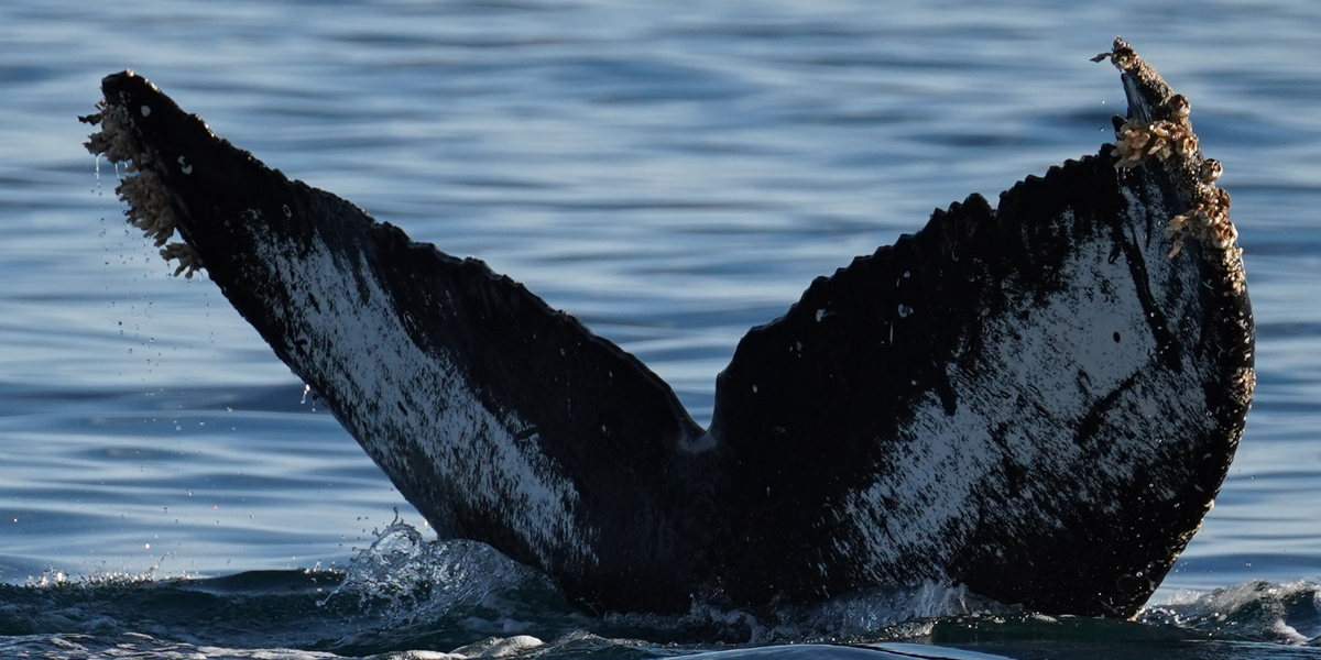 Fluke of HW-MN0524320