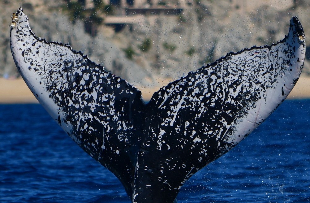 Fluke of HW-MN0524323
