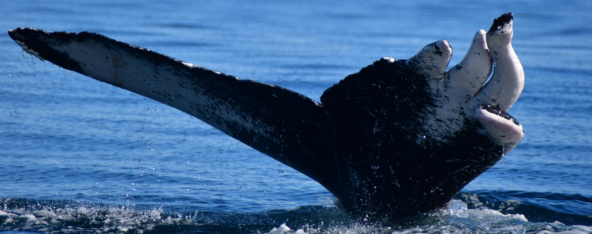 Fluke of HW-MN0524333