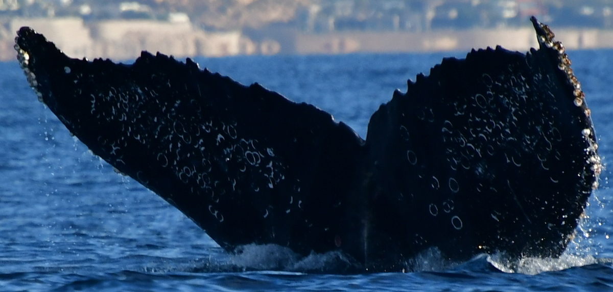 Fluke of HW-MN0524346
