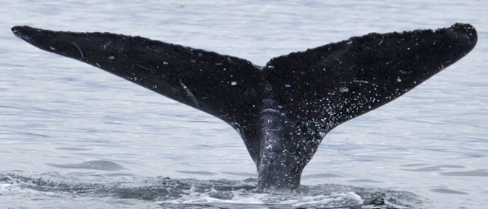 Fluke of GWAK-P061