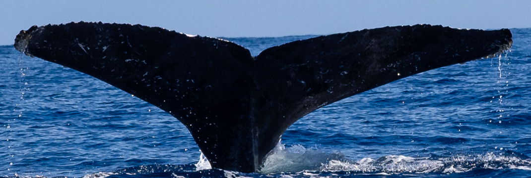 Fluke of HW-MN0524359