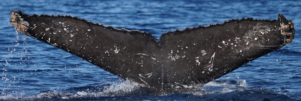 Fluke of HW-MN0524361
