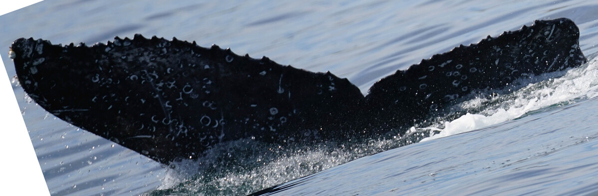 Fluke of HW-MN0524364