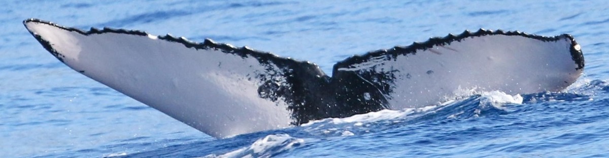 Fluke of HW-MN0444941