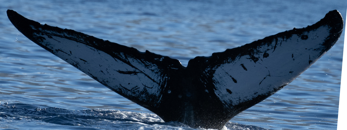 Fluke of HW-MN0444944