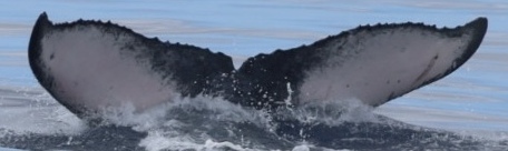 Fluke of HW-MN0444952