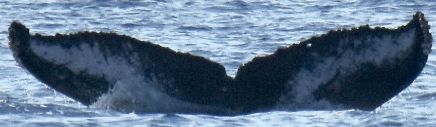 Fluke of HW-MN0444953