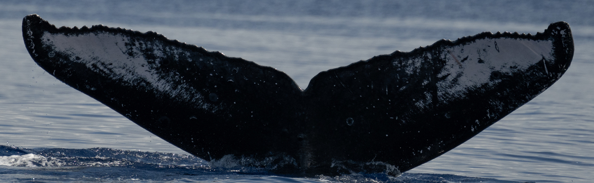 Fluke of HW-MN0444956