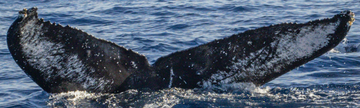 Fluke of HW-MN0444966