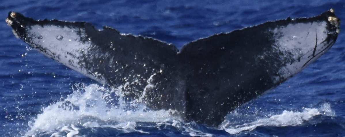 Fluke of HW-MN0444969