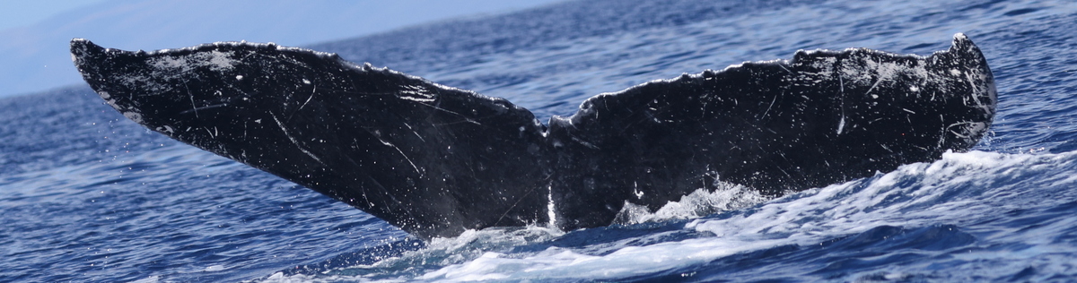 Fluke of HW-MN0444972