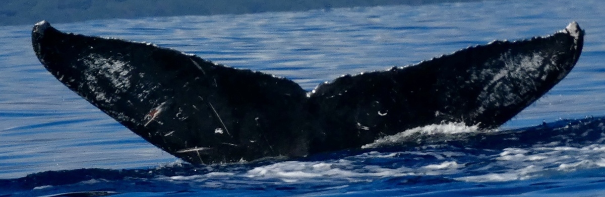 Fluke of HW-MN0444974