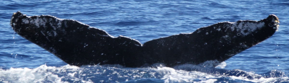 Fluke of HW-MN0444982