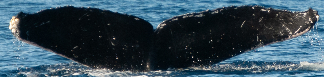 Fluke of HW-MN0444984