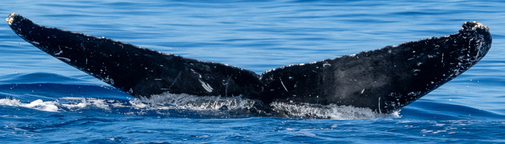 Fluke of HW-MN0444987