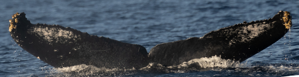 Fluke of HW-MN0444989