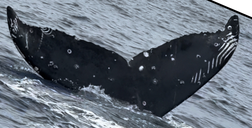 Fluke of HW-MN0444993
