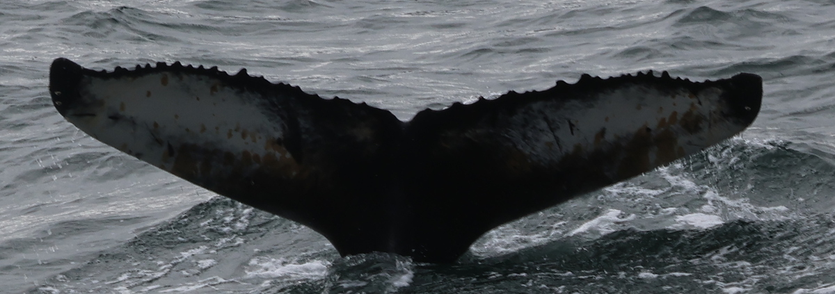 Fluke of HW-MN0104065
